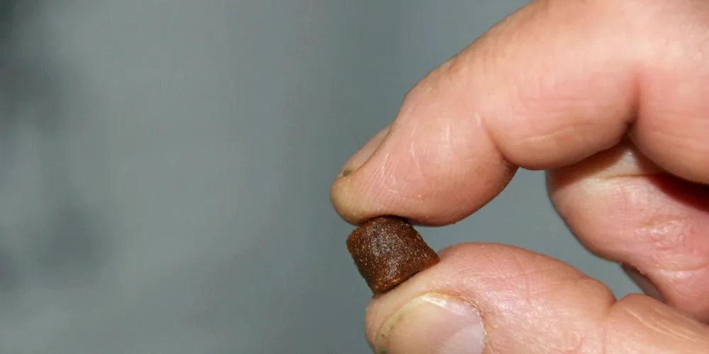 Norwegian salmon farmer testing Skretting's insect-based feed