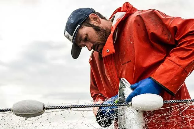 The Bristol Bay sockeye salmon fishery opens in June.