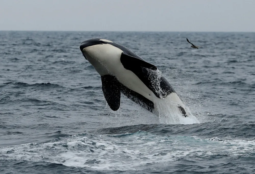 Making a splash off Mauritania: BP has uncovered a major gas discovery with its Orca-1 exploration well