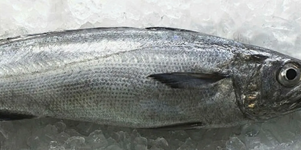 Hoki from New Zealand waters.