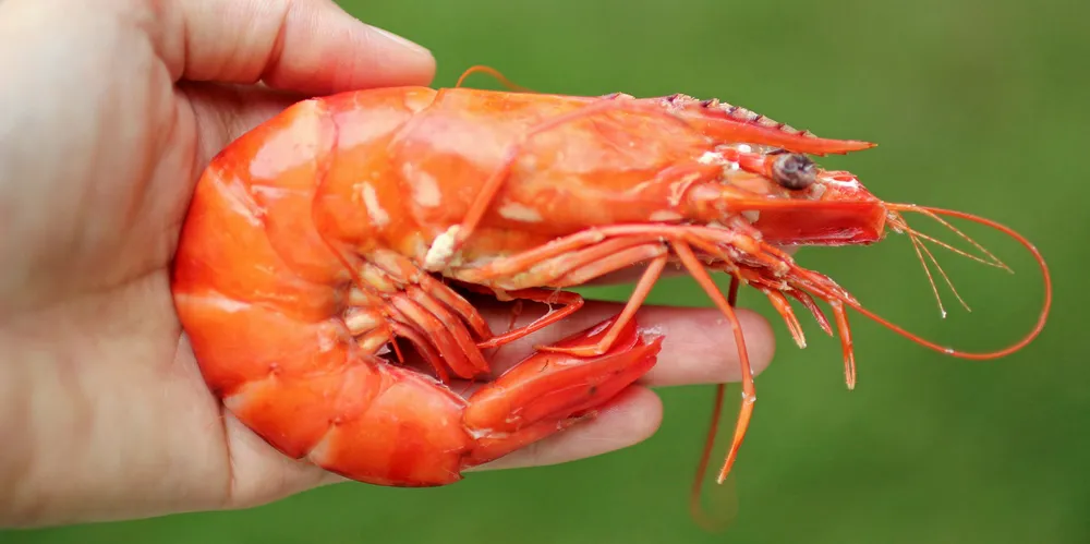 Queensland shrimp clear of white spot disease