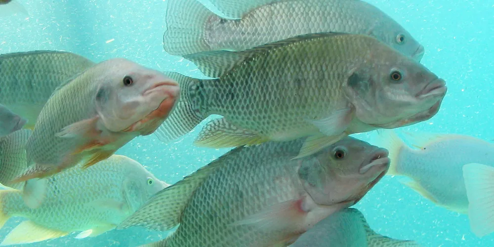 Tilapia