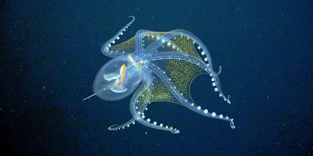 Glassblekkspruten som forskerne ved Schmidt Ocean Institute observerte i Stillehavet.