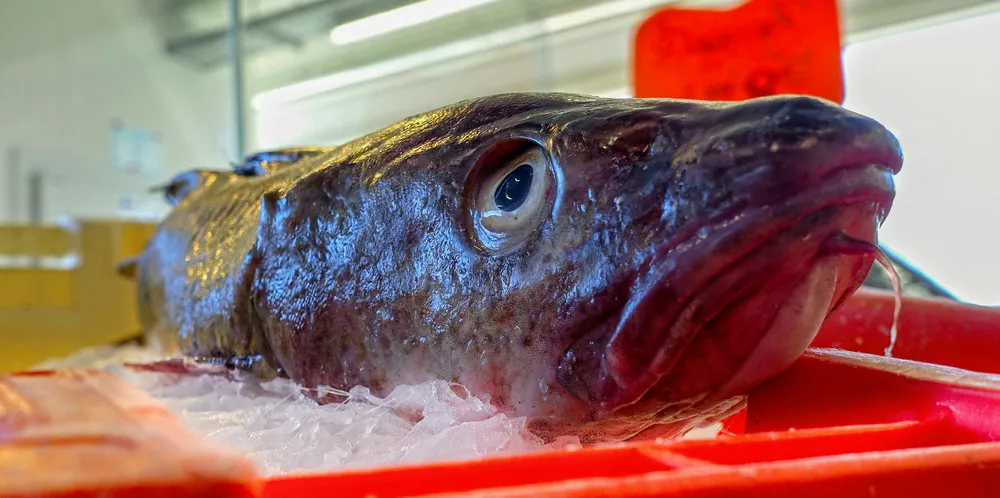Here is the list of the most-read whitefish stories of 2019