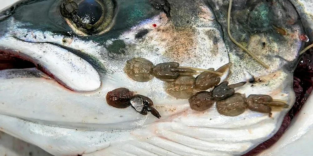 Lakselus. (Foto: Fylkesmannen i Sør-Trøndelag) . sea lice on salmon head.