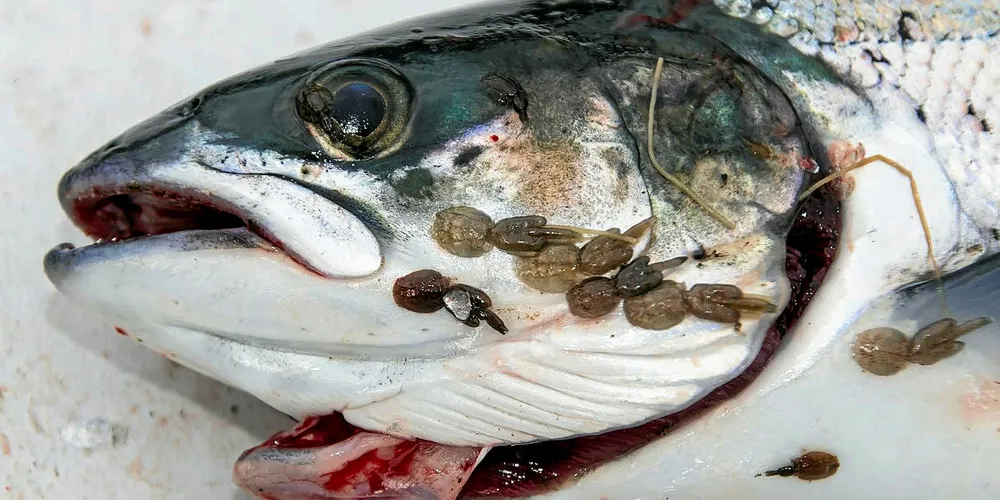 Sea lice on salmon head.