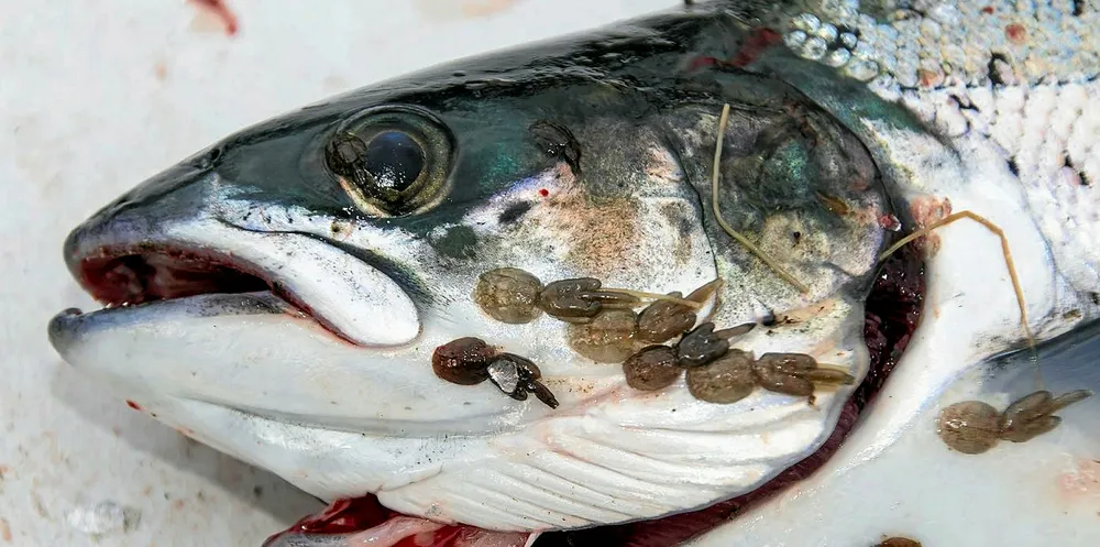 Sea lice on salmon head.