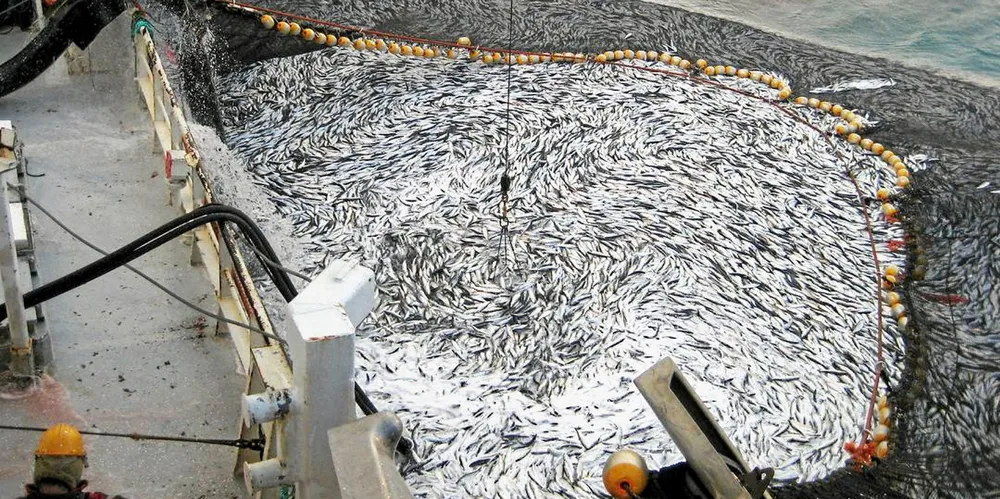 ICES is proposing a quota of 511,171 metric tons for Norwegian spring-spawning herring next year, down from an estimated catch of 827,963 metric tons in 2022.