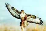 Namesake: Buzzard