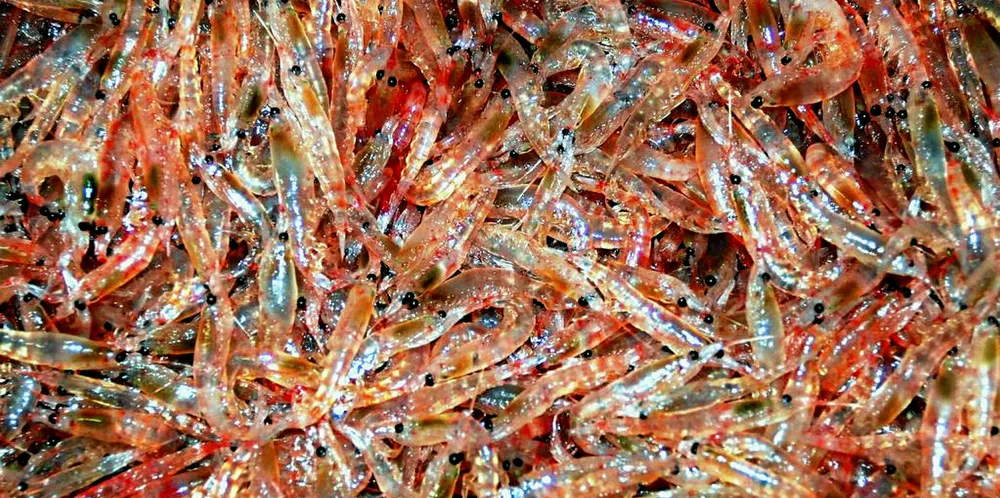 Rimfrost wins another krill patent case against Kjell Inge Rokke's Aker Biomarine.