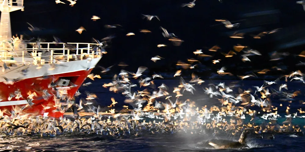 Måker og spekkhoggere rundt fiskebåt under notfiske etter sild.