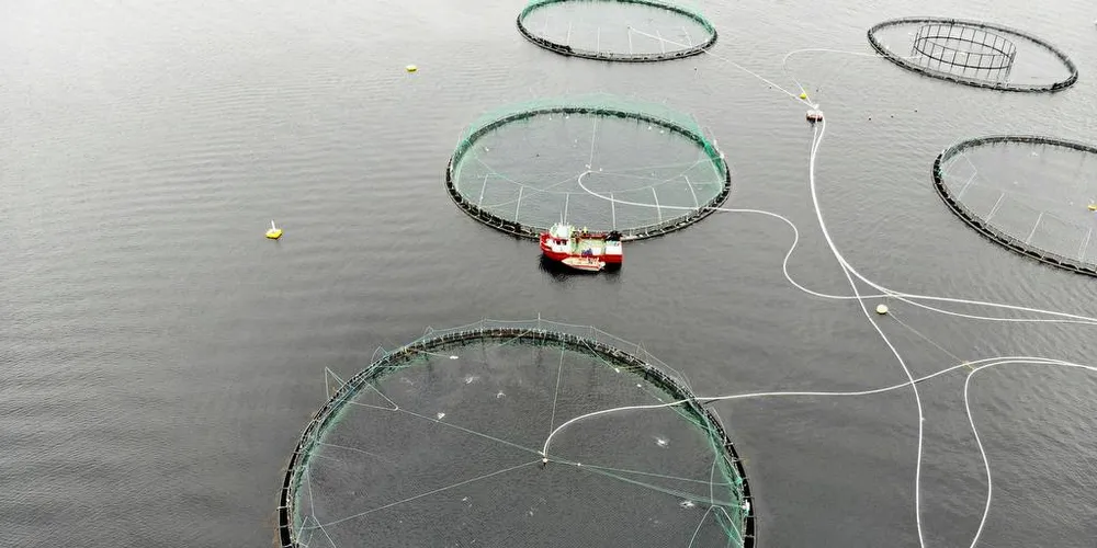 OPPDRETT: Dagens kronikkgjest minner om at oppdrett er en av våre framtidsnæringer – noe av det vi skal leve av i framtiden. Her ser vi dronebilde fra Lerøy Midts lokalitet Badstuvika utenfor Hitra. Illustrasjonsfoto: Anders Furuset