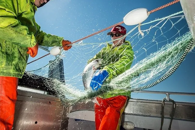 The Copper River salmon season is underway, but hopes are fading that it will meet its strong harvest forecast.