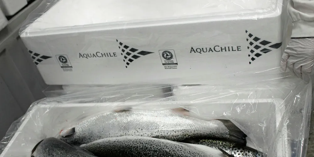 AquaChile is the country's sixth largest producer.