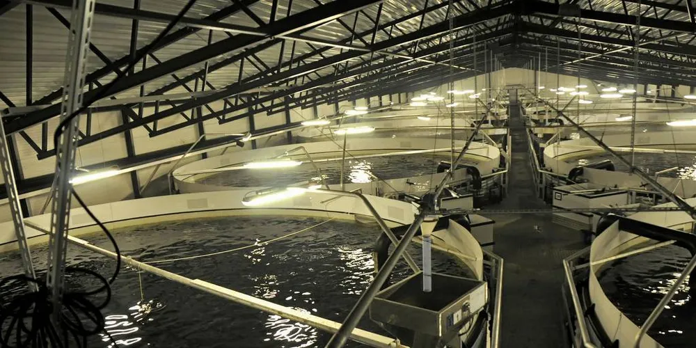 Kjønnsbestemmelse av yngel skjer ved ultralyd. Deretter sorteres yngelen etter kjønn. I det ene karet er det bare hofisk og i det andre bare hannfisk. Foto: Bent-Are Jensen