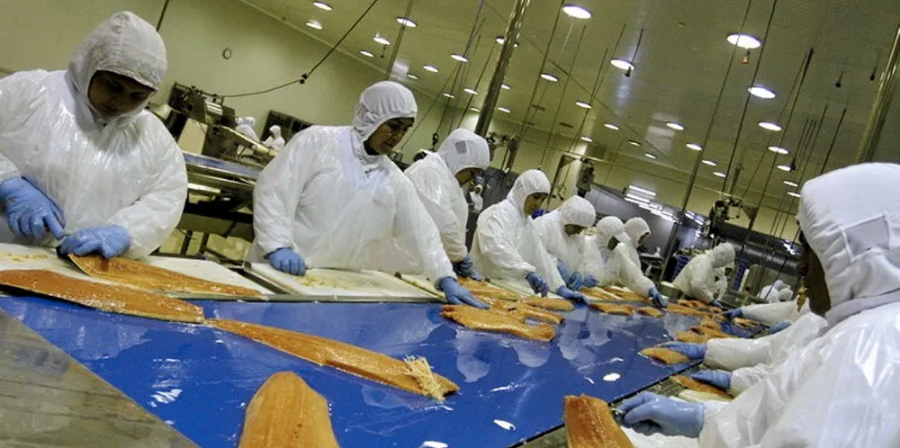 A Chilean salmon processing plant in the days before masks were compulsory.