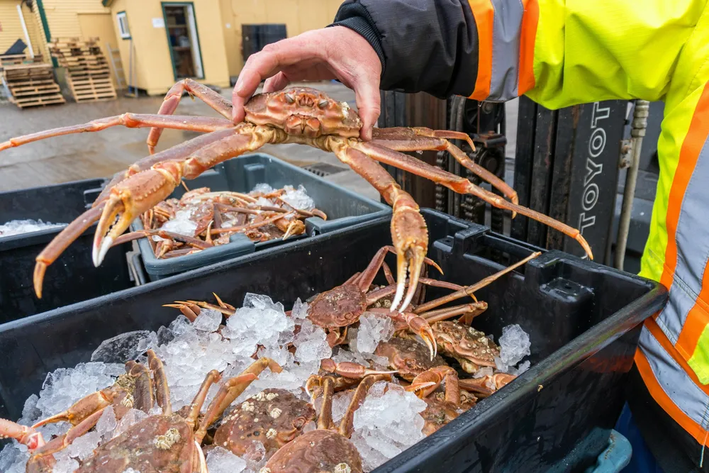 Canadian snow crab is one of the largest exports into the US.