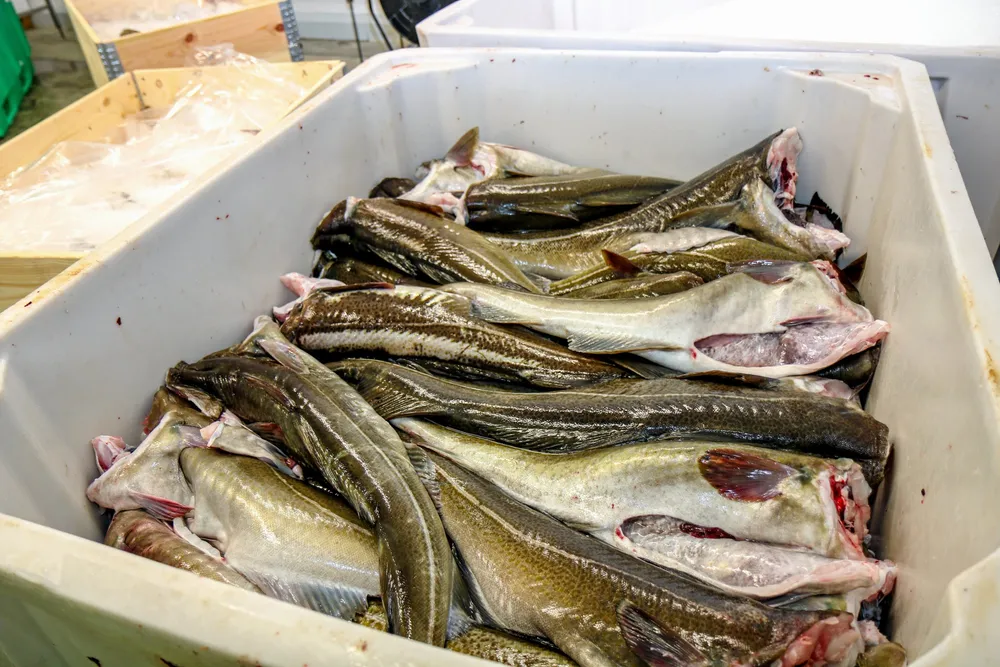 Fiskeskipperen og rederen underrapporterte halve torskefangsten og ble tatt i kontroll.