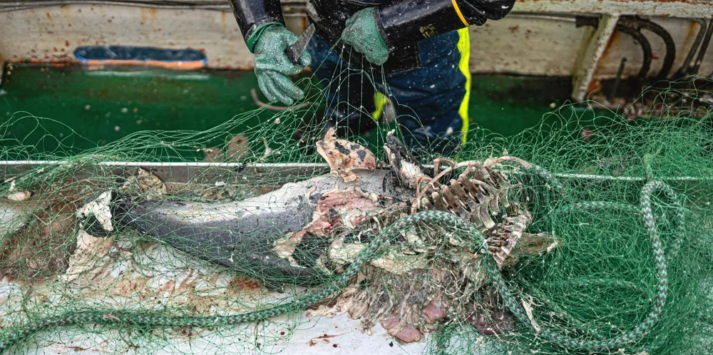 Garnene var full i død fisk, krabber og niser.