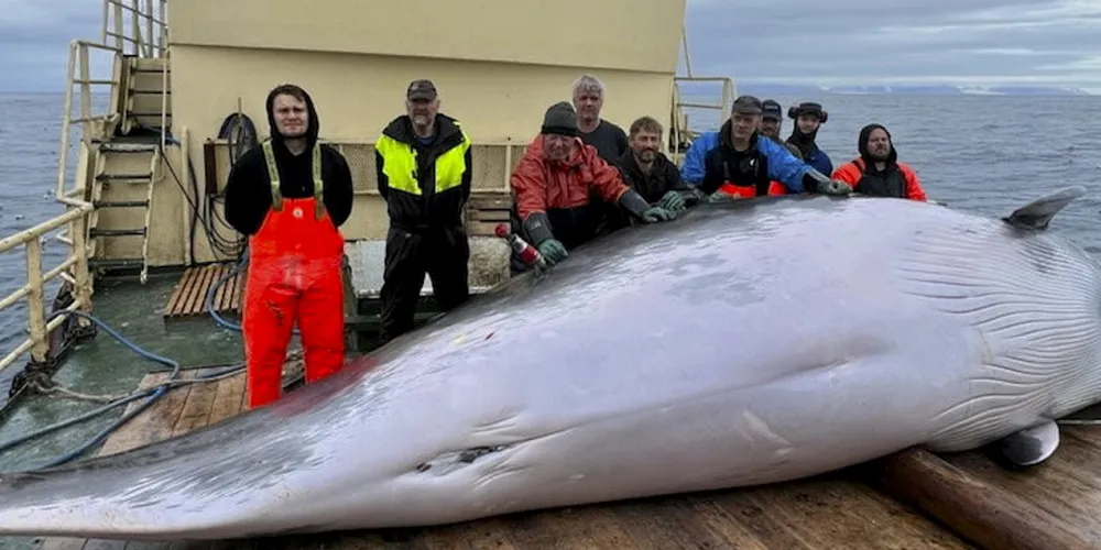 «Kato» fra Haram på Sunnmøre leverte i fjor 353 tonn fra en fangst på 204 vågehval. Både spekk og kjøtt fra denne fangsten ble solgt til Japan.