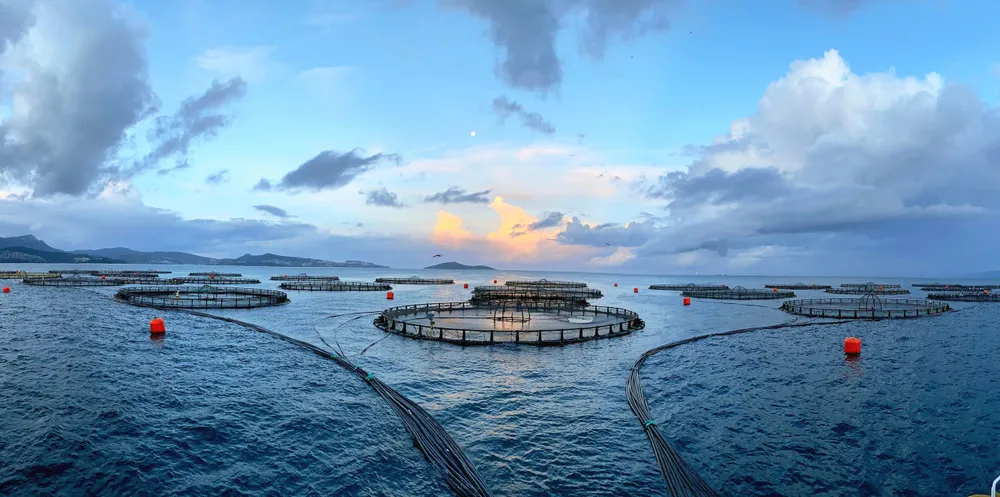 Umitron produces AI systems for large-scale fish and shrimp farms as well a platform that utilizes satellite remote sensing technology to acquire global high-resolution oceanographic data for aquaculture applications.
