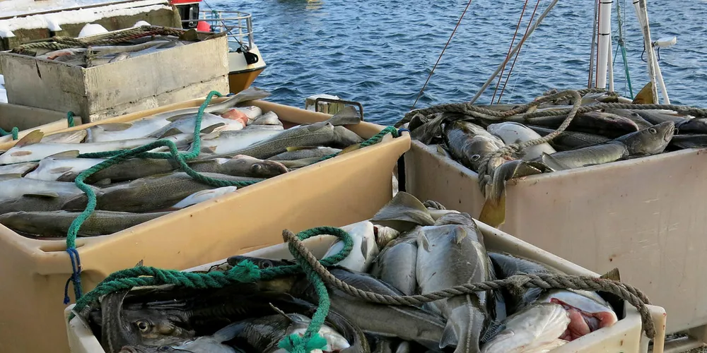 LAVERE PRIS ELLER MINDRE FISK PÅ LAND: Sjømatanalytiker Finn-Arne Egenes mener at enten må førstehåndspris til fisker ned, eller så må fiskerne begynne å begrense fangstene nå i tider med koronakrise.