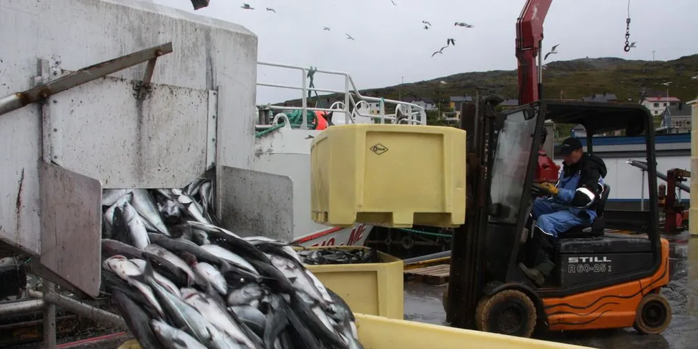 Fiskekjøper Erling Walsøe peker på at båtene fisker på tapsvare. Den store seien ikke er tilgjengelig for de store kystnotbåtene i Varangerfjorden. Her fra Havøysund. Ill.foto: Terje Jensen