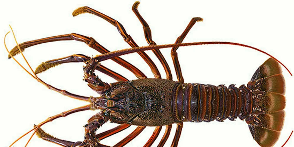 New Zealand rock lobster quota was cut in area CRA2