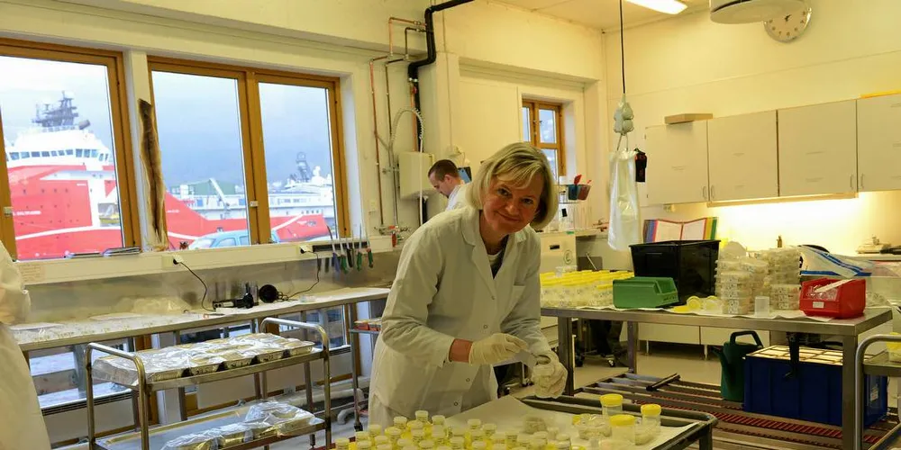 MILJØGIFTER: Bente Nilsen, seniorforsker i Nifes, er i gang med å undersøke hva kveitene på et felt sør/sørvest for Sklinnabanken har spist. Kanskje finner forskerne forklaringen på hvorfor kveitene inneholder så mye miljøgifter.