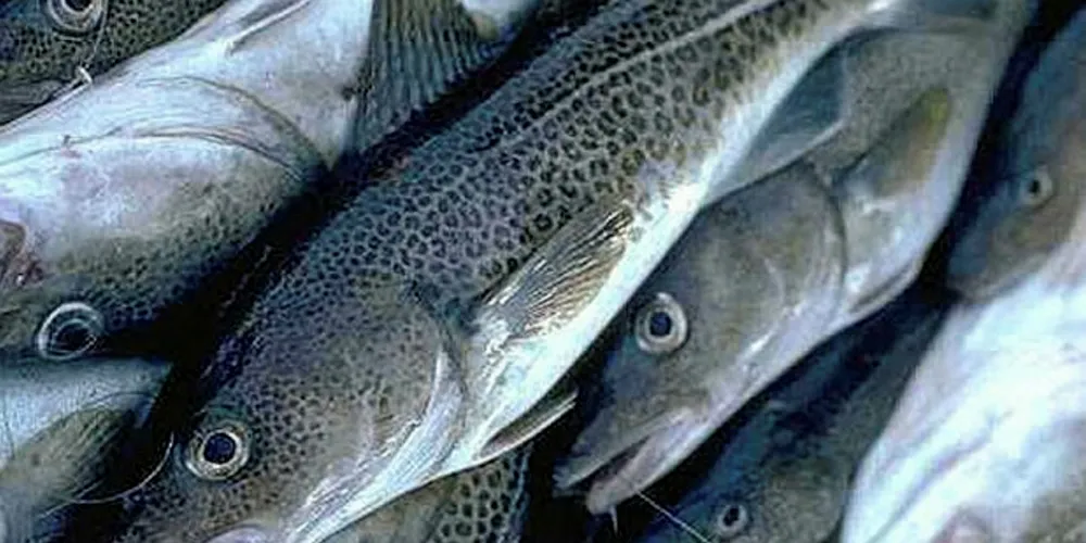 New seafood traceability software app 'boosts productivity'