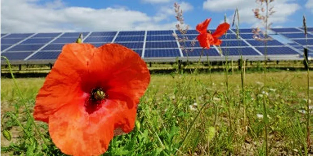 Jamaican solar farm gains international financial backing