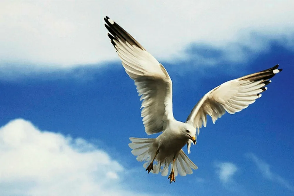 Award: for TechnipFMC on Seagull