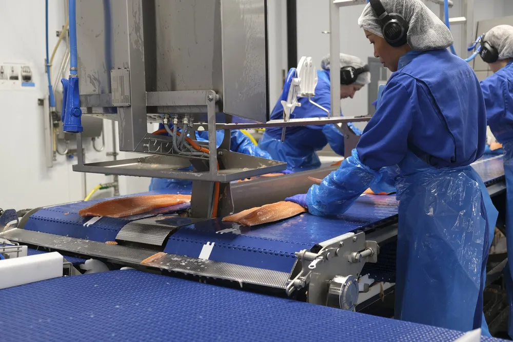 Lakseprisene raser nedover, ifølge priskildene Intrafish er i kontakt med denne fredagen.