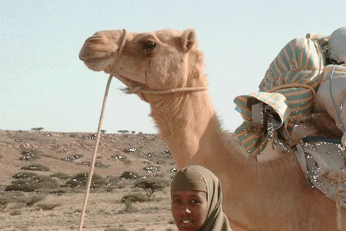On the road: in Puntland