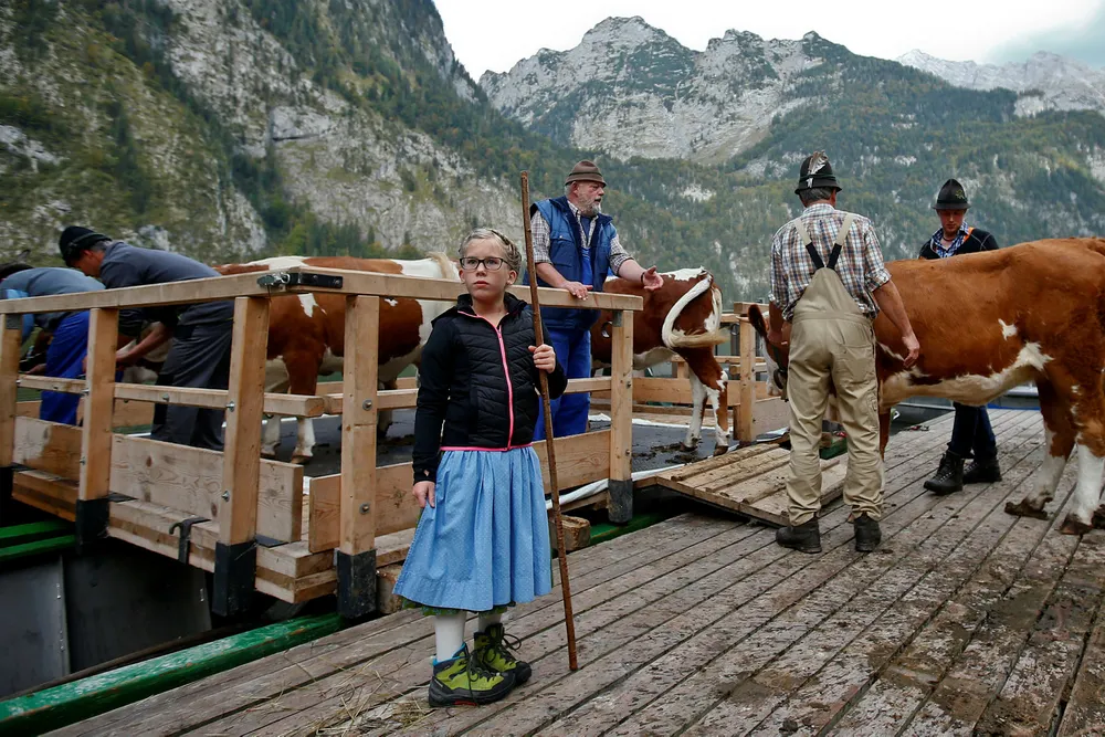 I årene som kommer må Europas bønder trolig satse mer på å klare seg selv. Her tyske bønder som henter hjem kuer fra beite før vinteren. Michael Dalder/Reuters/NTB Scanpix