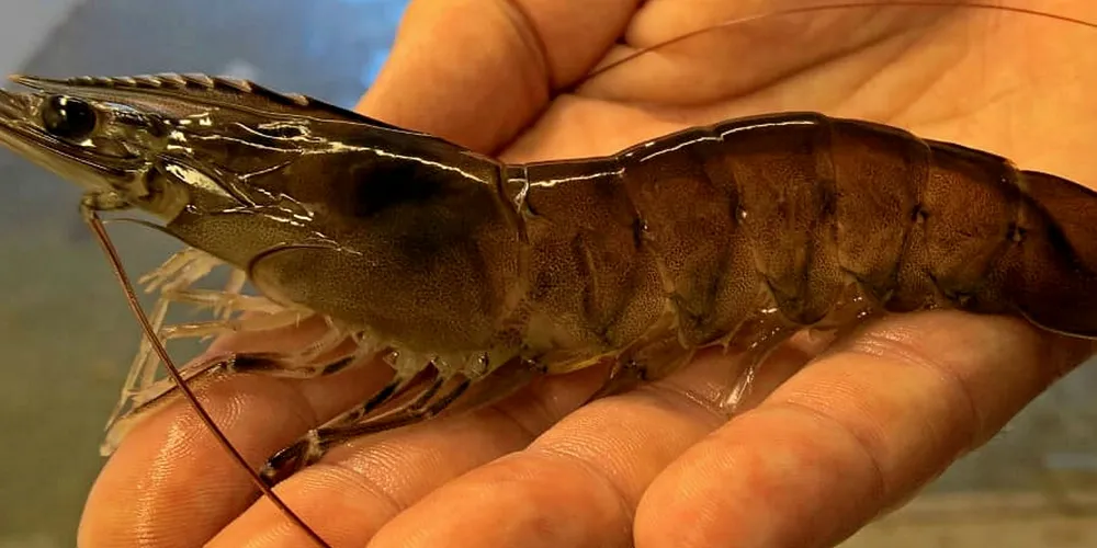 Happy Prawns vil starte oppdrett av kongereker i Norge.
