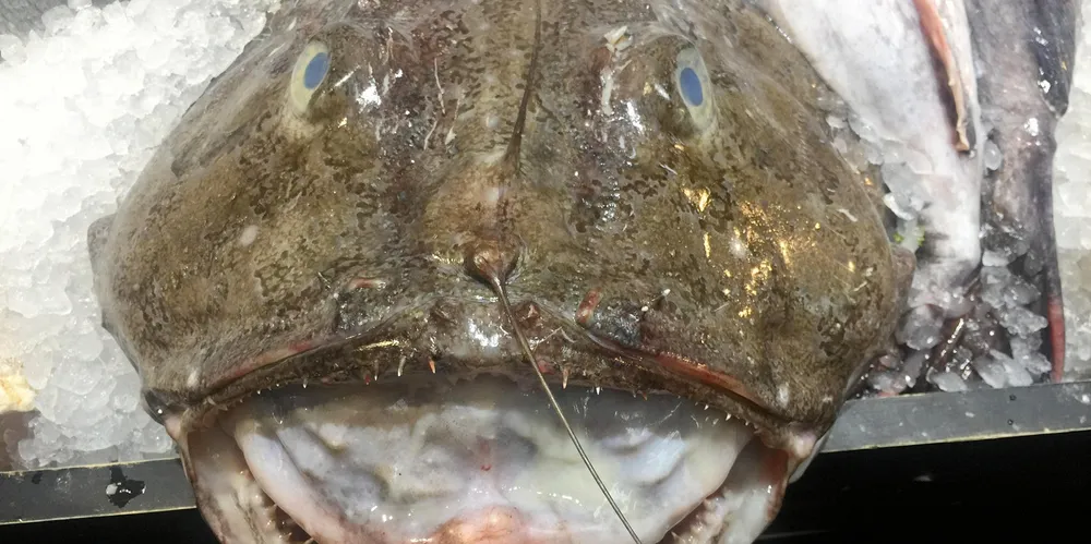Premium species such as monkfish are shipped to Europe, while the British prefer farmed salmon.