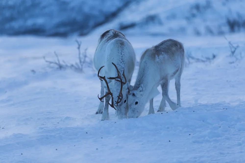 Reinen kombinerer fordøyelse og søvn, og den har behov for å kunne tygge drøv og hvile i fred, skriver to forskere.