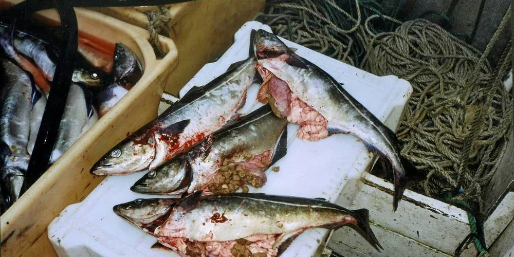 PELLETSSEI: Å få sei med magen full av pellets, kan nok ødelegge fiskeopplevelsen for enkelte, men det er ikke dermed sagt at kvaliteten blir dårligere. Arkivfoto