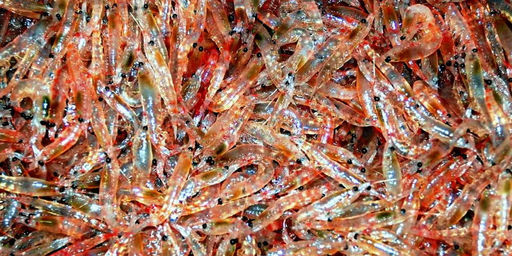 If the Russian government is successful, a major new rush for the krill harvest could be underway within the next few years.