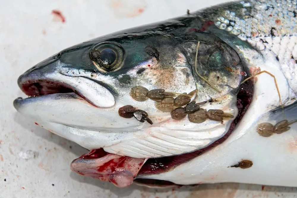 Atlantic salmon have a weaker immune response to sea lice than some Pacific species.