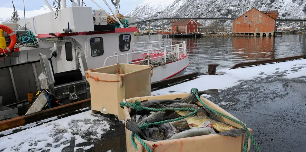 Vi vil kjøpe torsk og hyse fra den minste kystflåten som opererer kystnært og oppfordre den større kystflåten som har kapasitet til å gå lengre til havs til å flytte sine aktiviteter utenfor 12-milssonen der dette er forsvarlig og mulig.