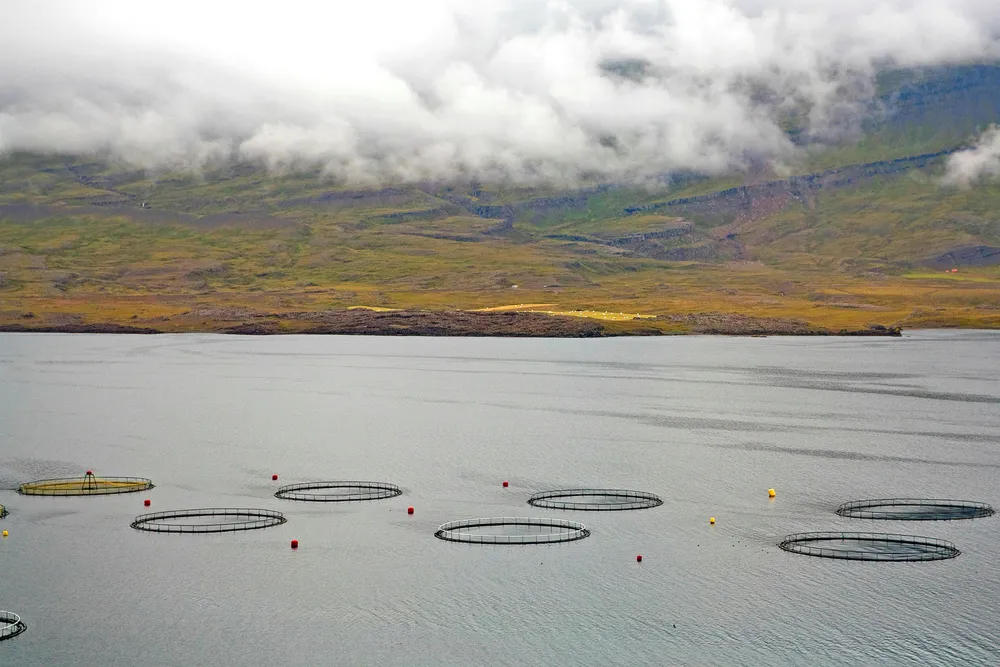 Fiskeoppdrett er foreløpig en marginal industri på Island. Her et anlegg utenfor Djupivogur på østkysten av øya. Foto: Raimund Franken/Getty Images