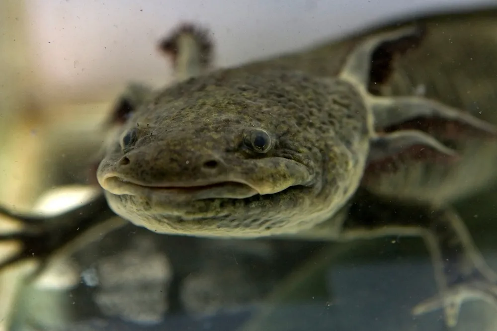 No flow: Salamander has plugged and abandoned the Bang Nouan-1 well as a dry hole