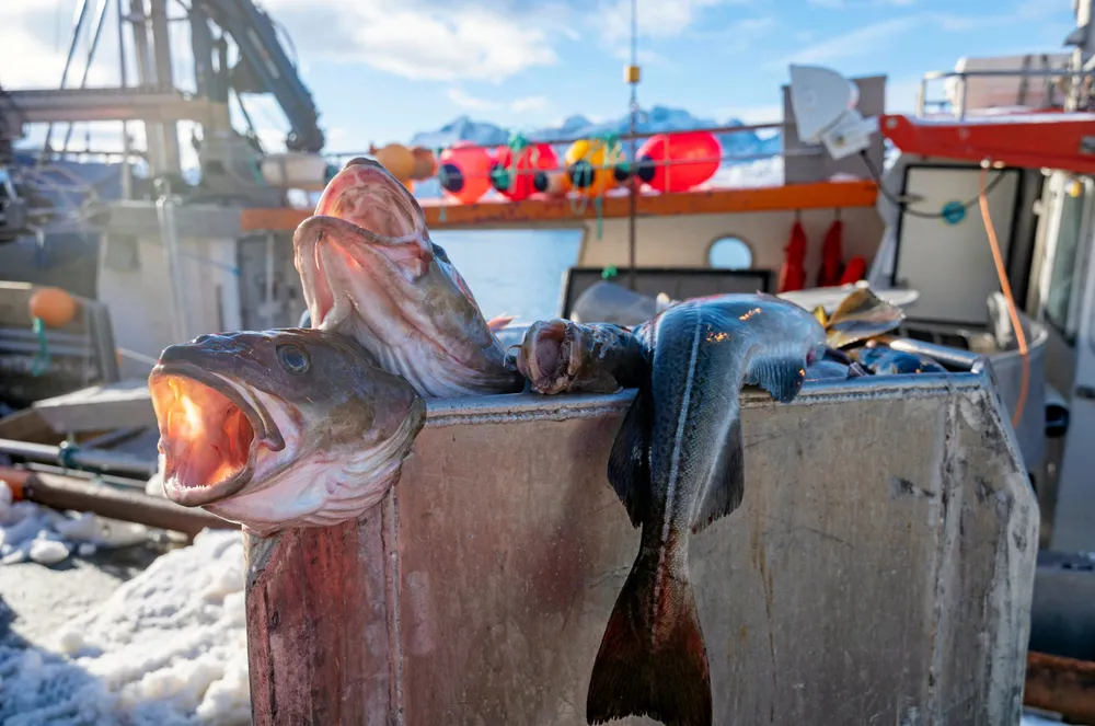 Sannsynligheten for overlevelse hos hver enkel torsk har aldri vært registrert på lavere nivå.