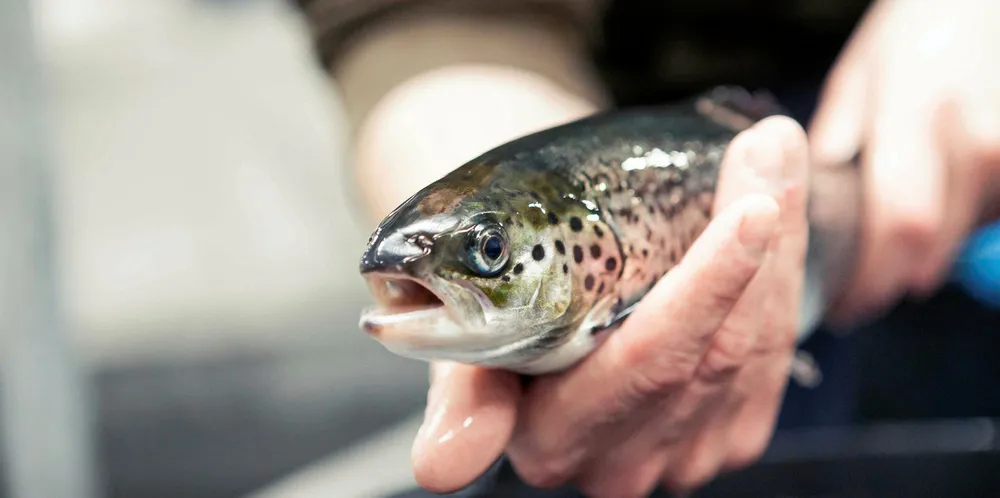 Trout