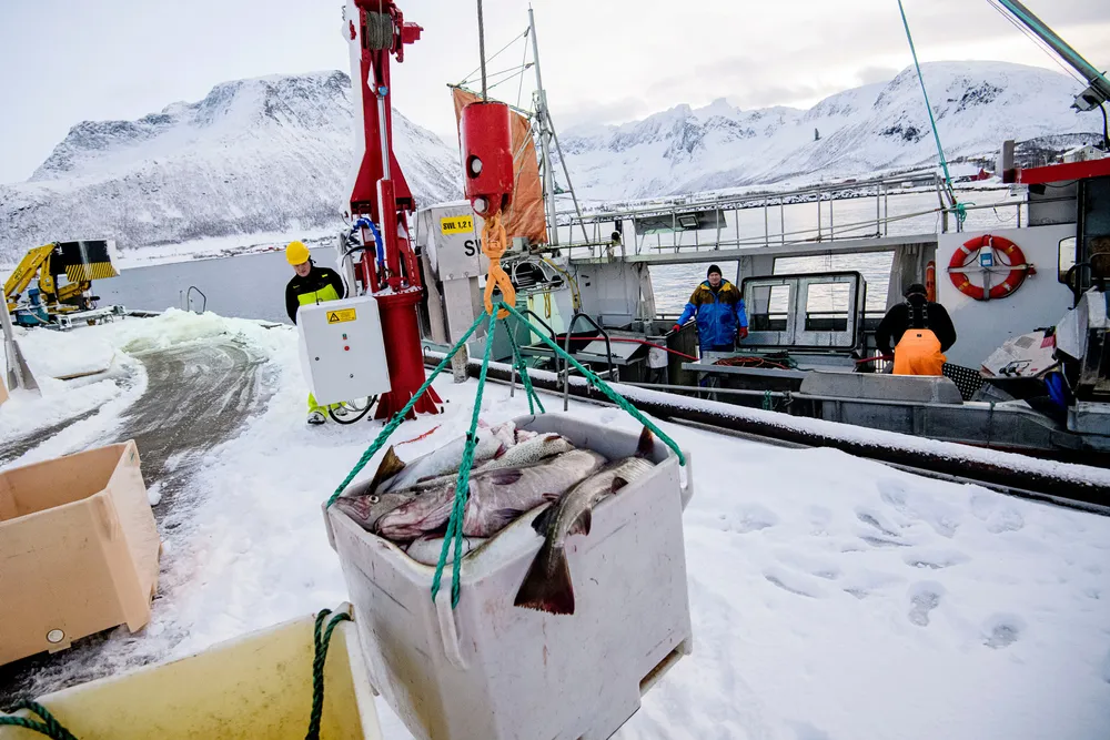 Fiskebåten Mevær er inne med skrei på fiskemottaket i Tromvik. Fisker Bjørn-Helge Robertsen losser på kaien, mens skipper Robert Berg (til høyre) og Espen berg jobber i båten.