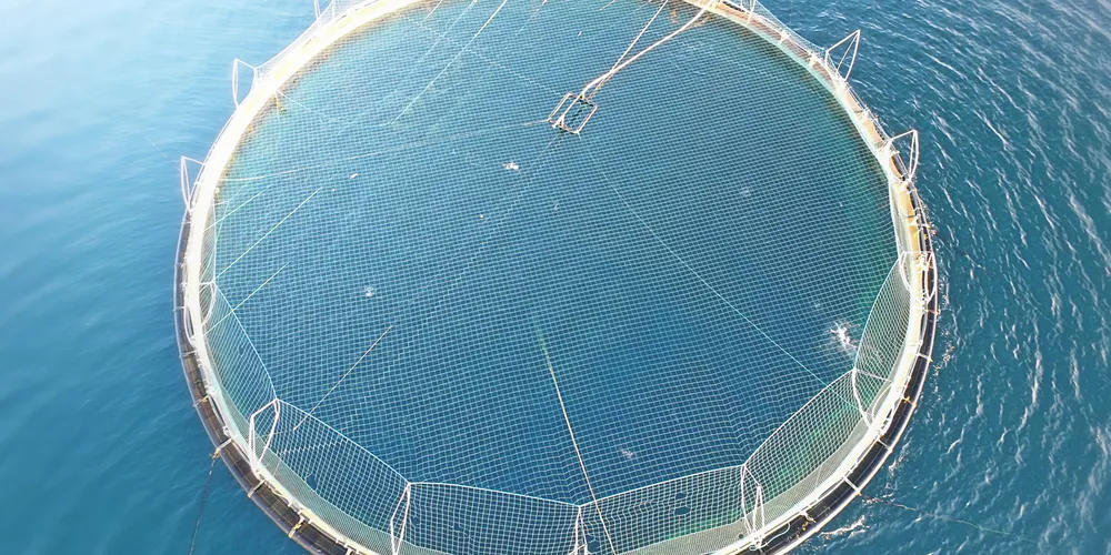 Norway nets another year as by far the leading global salmon producer.