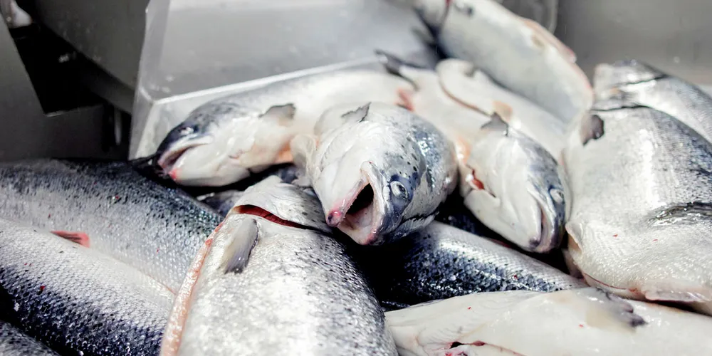 Algal bloom drags Norwegian salmon prices down