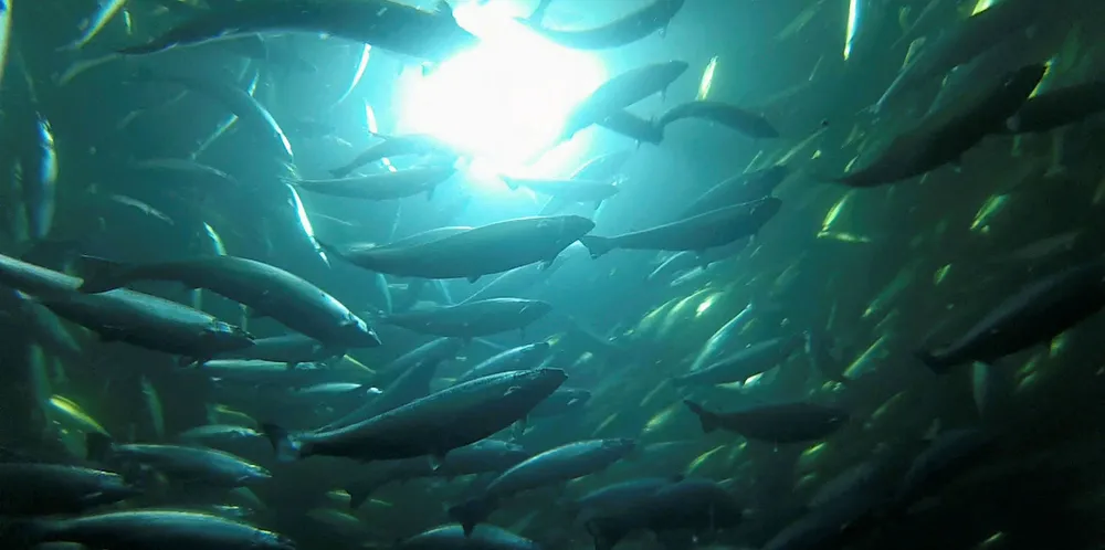 Salmon swim at a farm site.